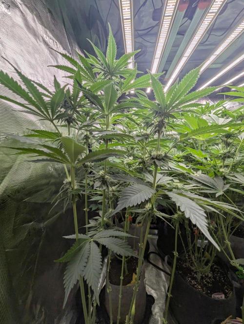 Black Beretta - Cipher Genetics. Week 8