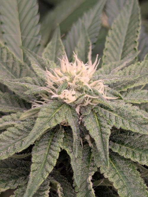 Studio Cherry - Wizard Trees. Week 8