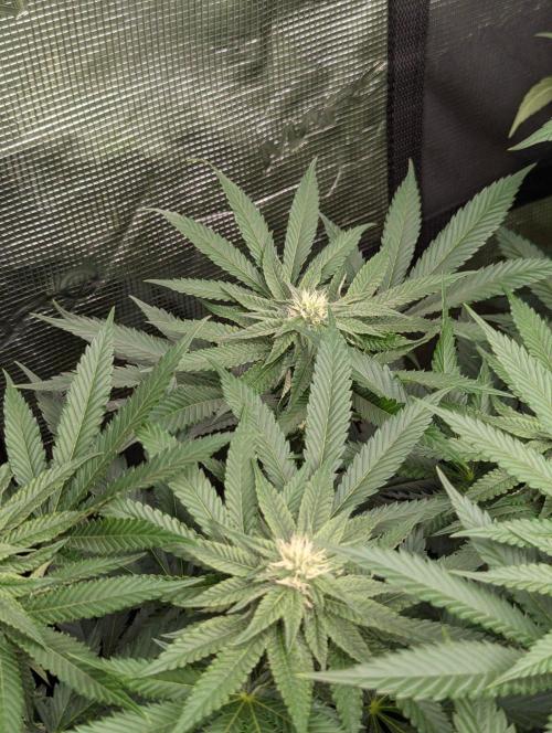 Studio Cherry - Wizard Trees. Week 8