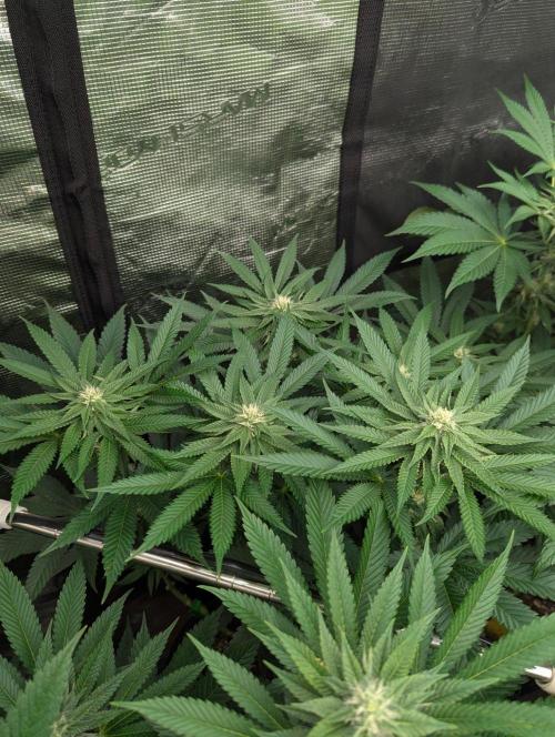 Studio Cherry - Wizard Trees. Week 8