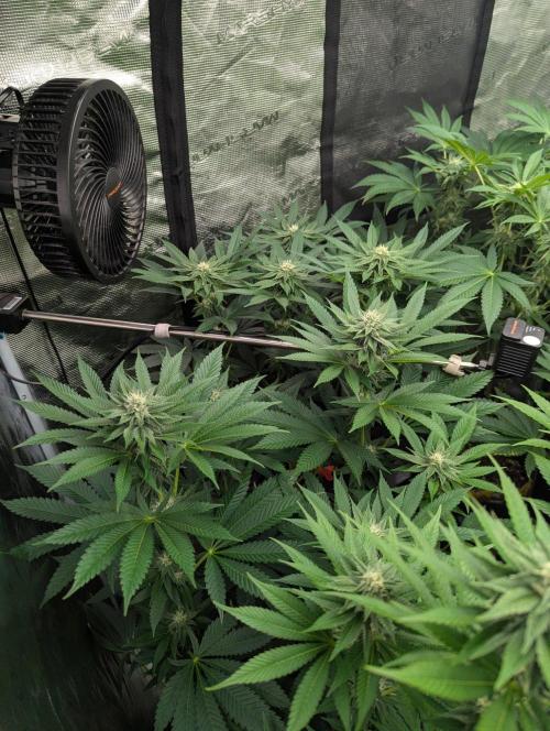 Studio Cherry - Wizard Trees. Week 8