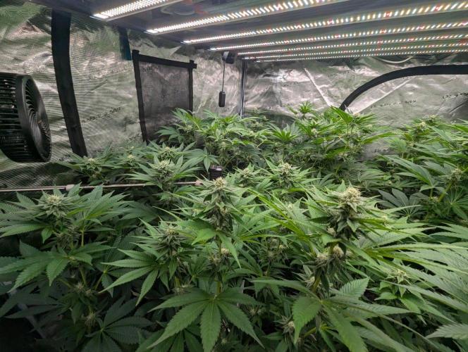 Studio Cherry - Wizard Trees. Week 8