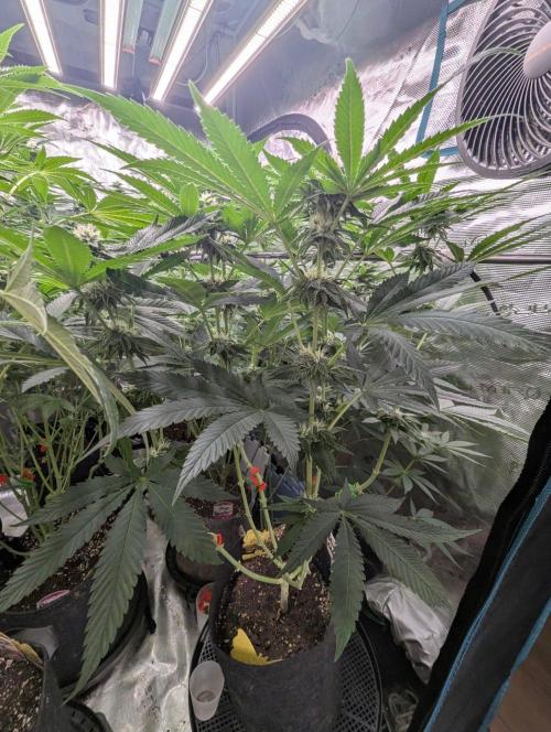 Studio Cherry - Wizard Trees. Week 8
