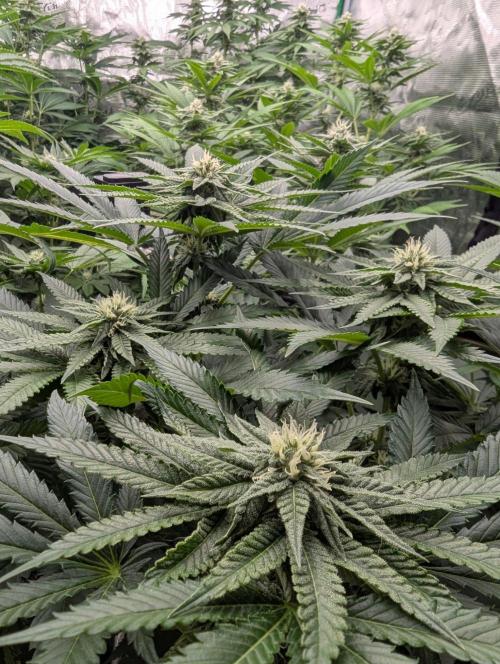 Studio Cherry - Wizard Trees. Week 8