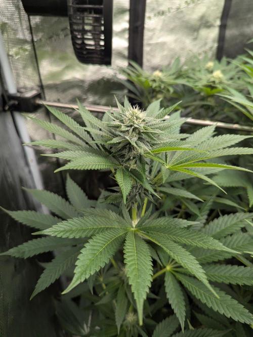 Shake Back - Compound Genetics. Week 8