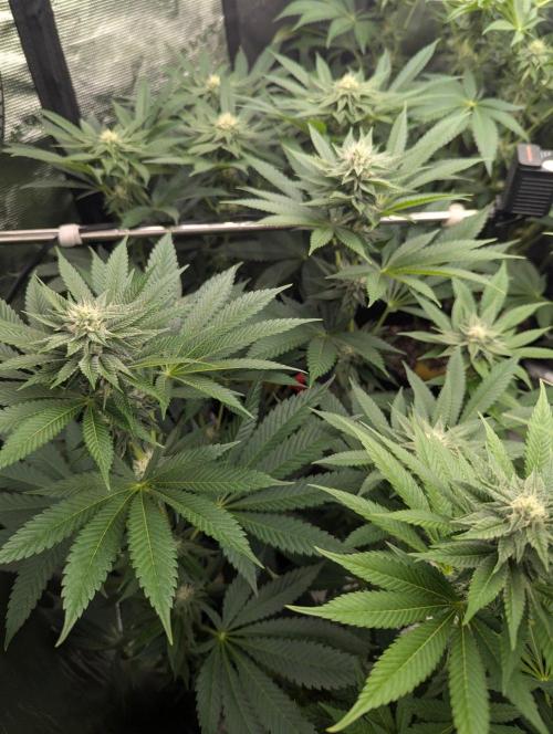 Shake Back - Compound Genetics. Week 8