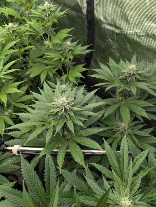 Shake Back - Compound Genetics. Week 8