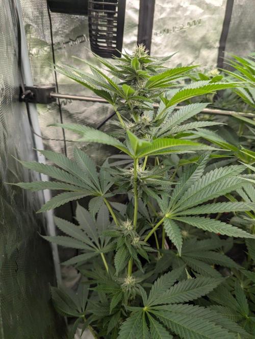 Shake Back - Compound Genetics. Week 8