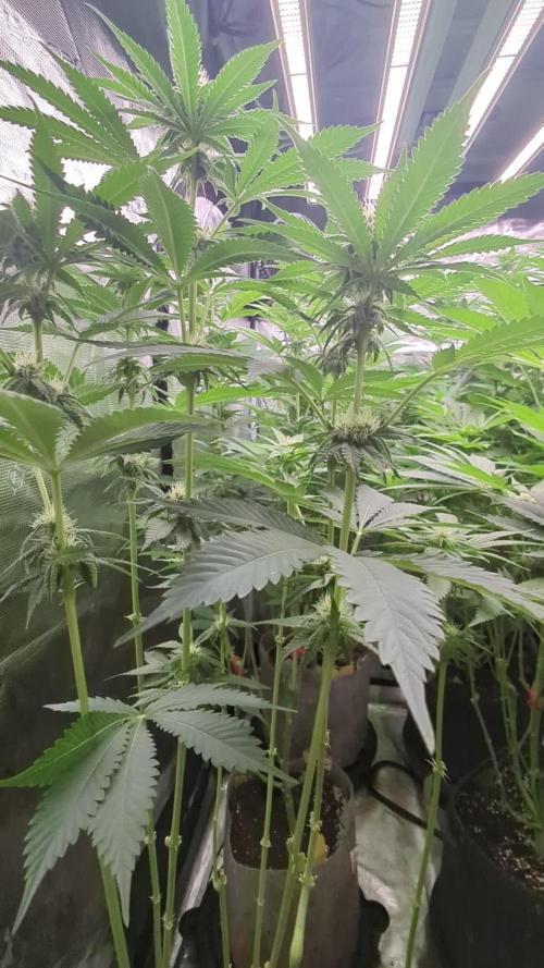 Shake Back - Compound Genetics
