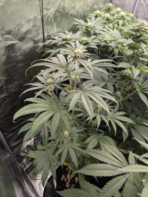 Bubblegum Gelato - Barney's Farm. Week 6