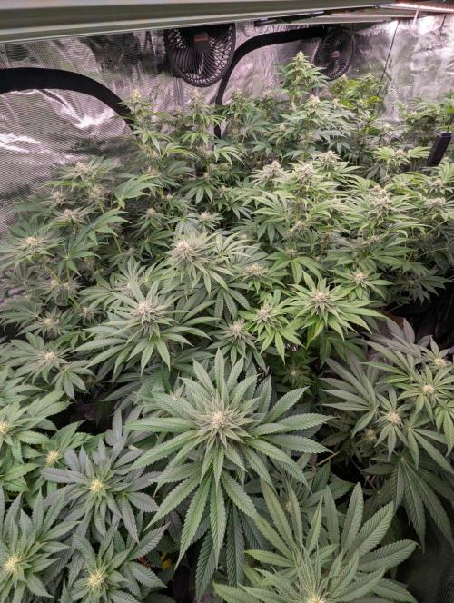 Bubblegum Gelato - Barney's Farm. Week 6