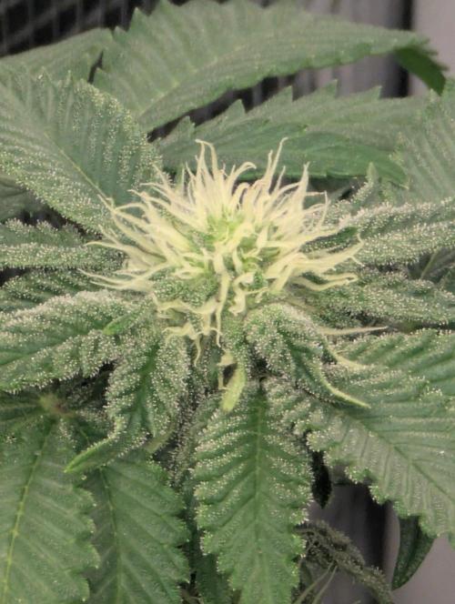 Bubblegum Gelato. Week 6