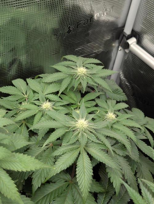 Sugar Rock - Silent Seeds. Week 6