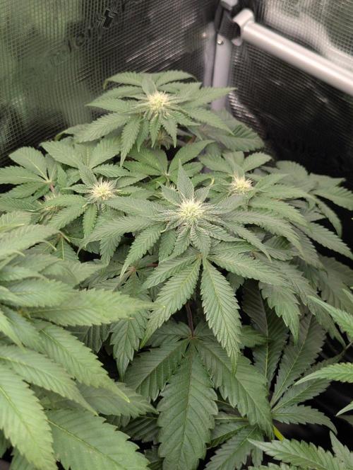 Sugar Rock - Silent Seeds. Week 6