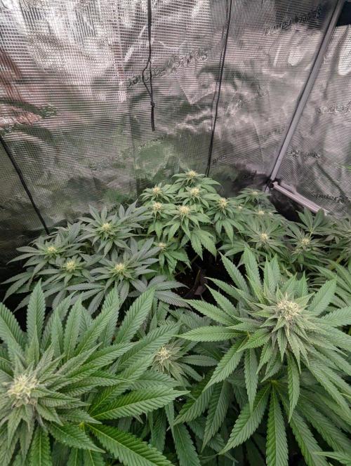 Sugar Rock - Silent Seeds. Week 6