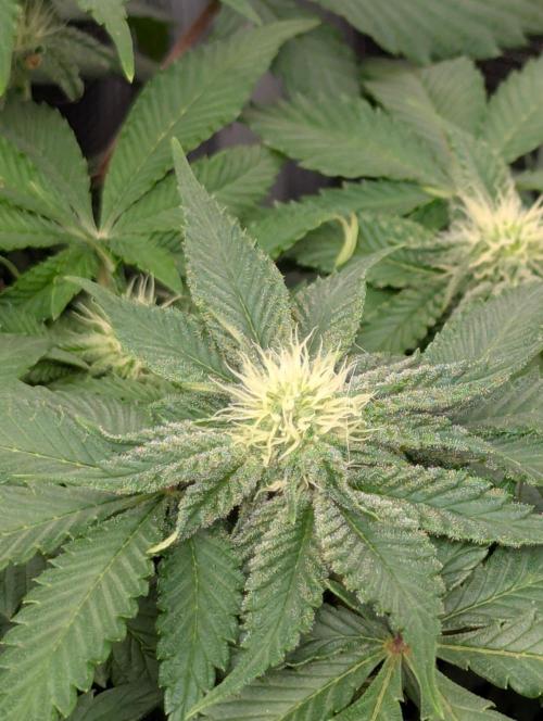 Sugar Rock - Silent Seeds. Week 6