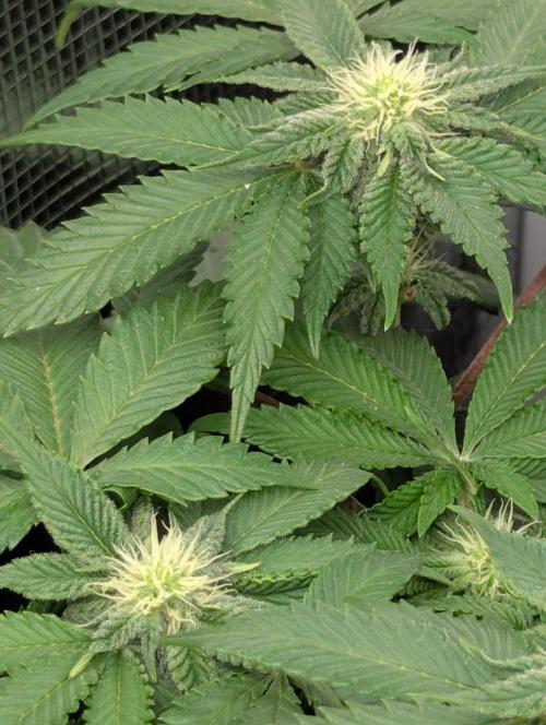 Sugar Rock. Week 6