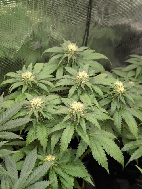 Girl Scout Cookies - Kannabia. Week 7