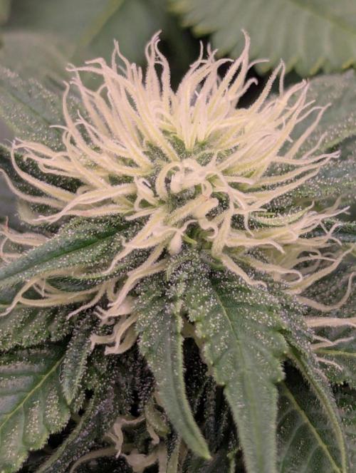 Girl Scout Cookies - Kannabia. Week 7