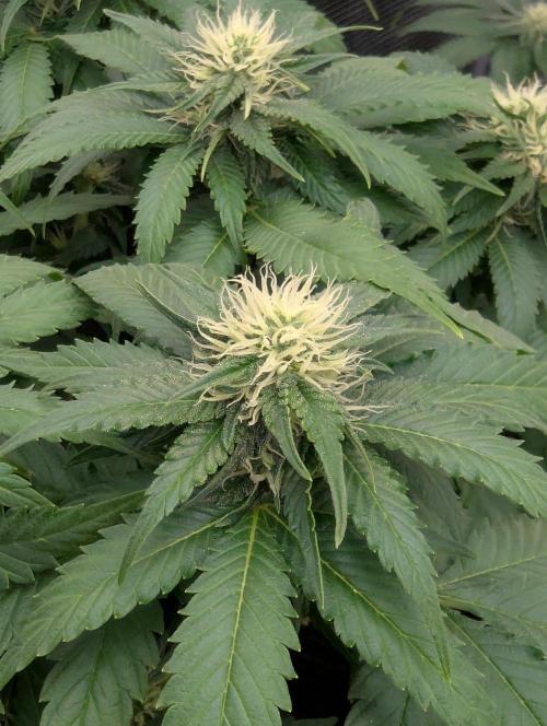 Girl Scout Cookies - Kannabia. Week 7