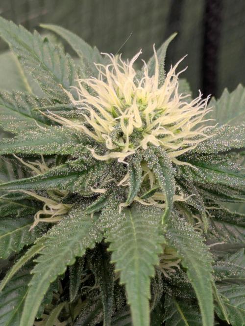 Girl Scout Cookies - Kannabia. Week 7