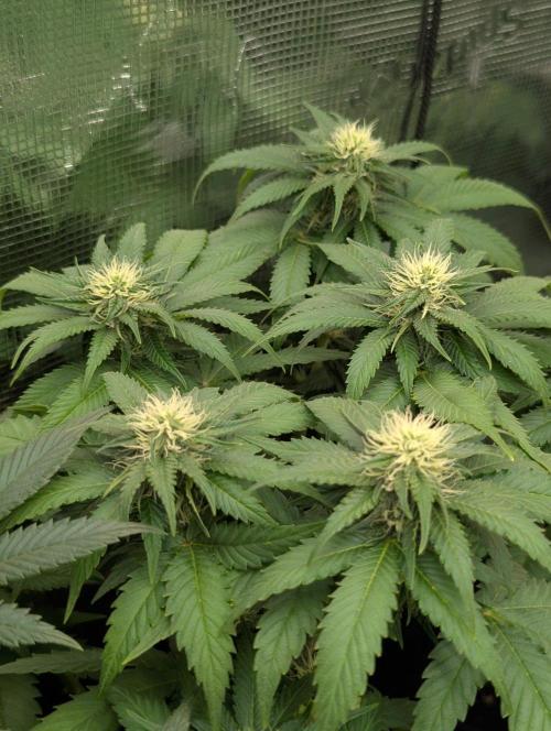 Girl Scout Cookies - Kannabia. Week 7