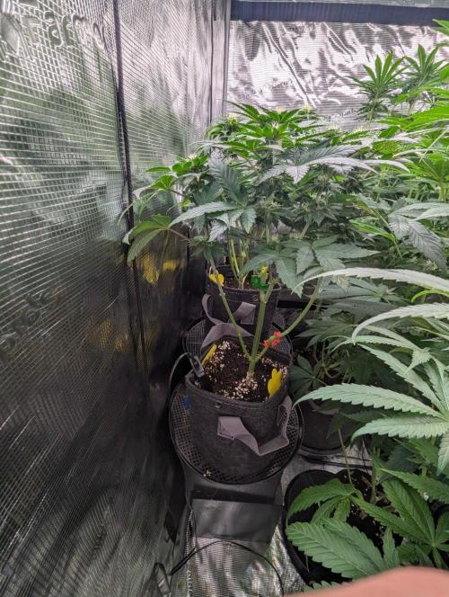 Girl Scout Cookies - Kannabia. Week 7
