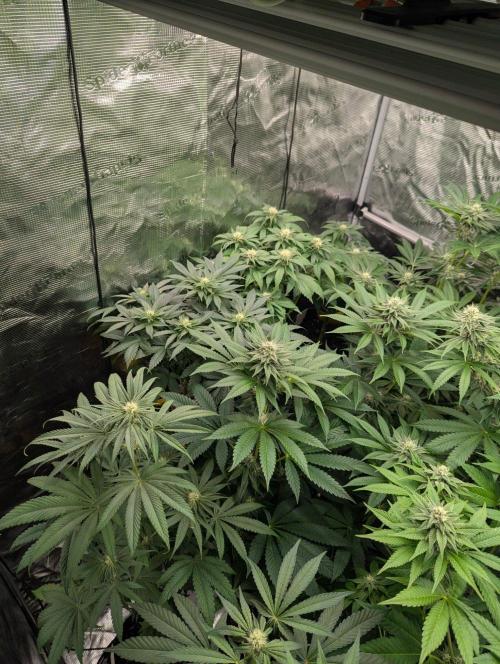 Girl Scout Cookies - Kannabia. Week 7