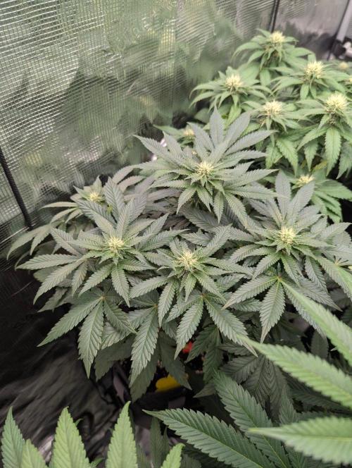 Privileged Baddie - Anesia Seeds. Week 7