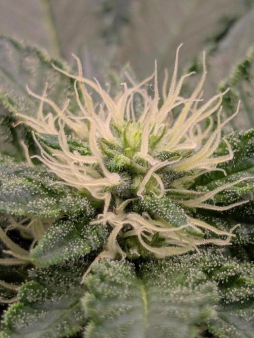 Privileged Baddie - Anesia Seeds. Week 7