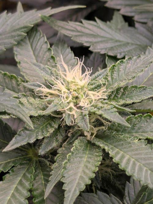 Privileged Baddie - Anesia Seeds. Week 7