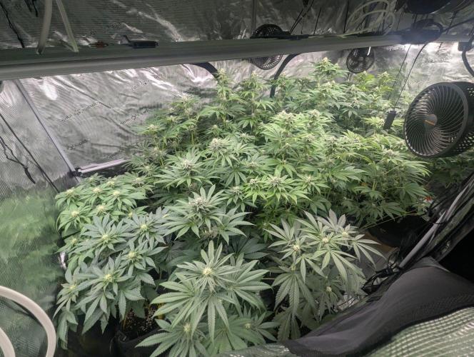 Privileged Baddie - Anesia Seeds. Week 7