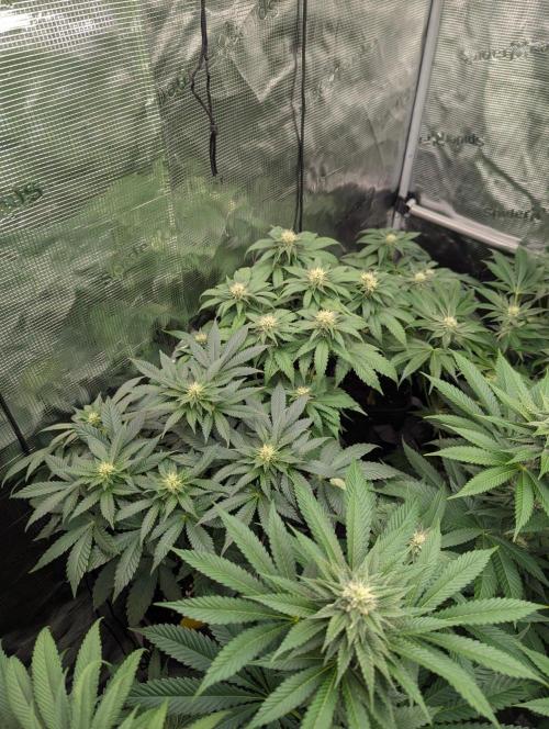 Privileged Baddie - Anesia Seeds. Week 7