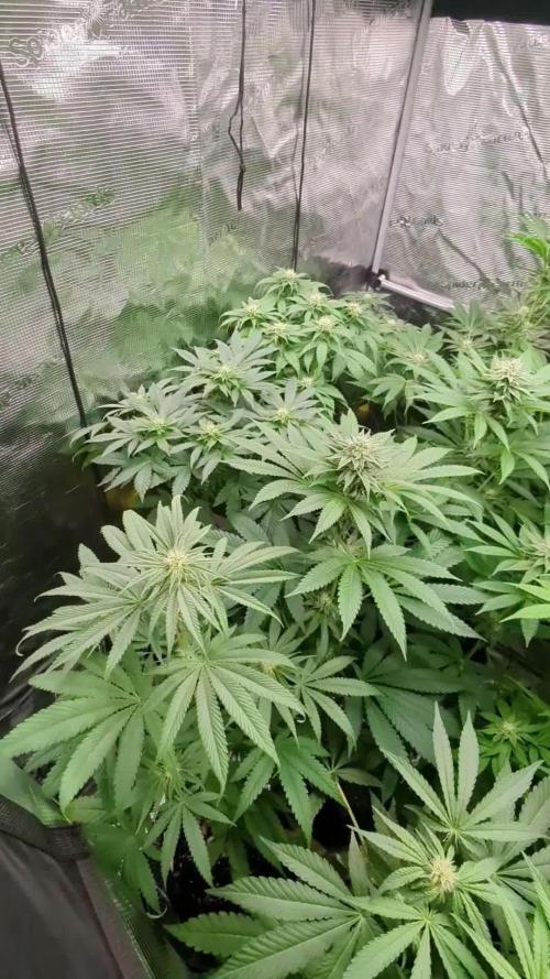 Girl Scout Cookies - Kannabia