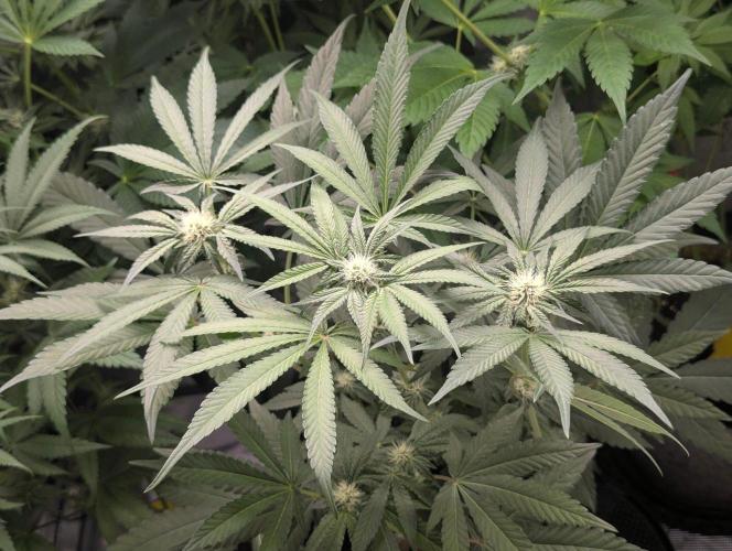 Wild Burst - Seed Junky. Week 6