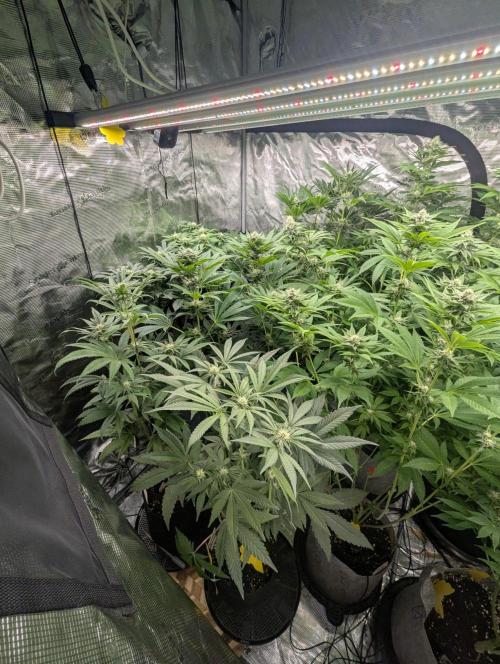 Wild Burst - Seed Junky. Week 6