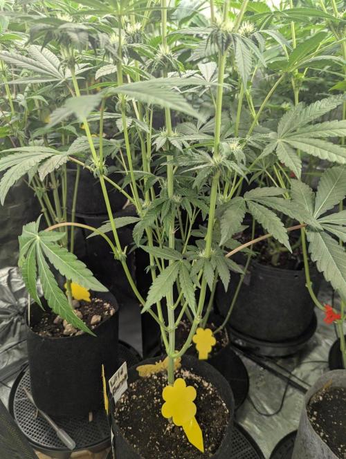 Wild Burst - Seed Junky. Week 6