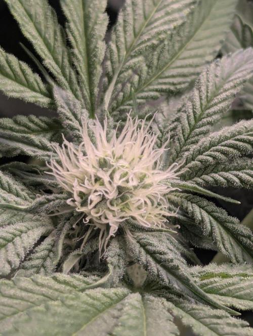 Wild Burst - Seed Junky. Week 6