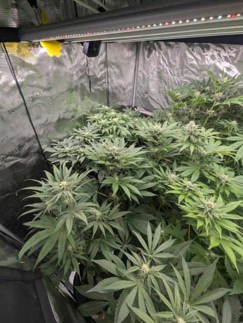 Wild Burst - Seed Junky. Week 6
