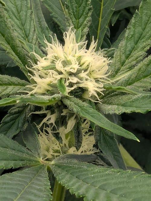Permanent Marker - Seed Junky. Week 6