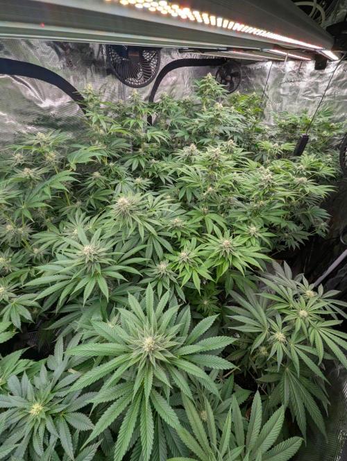 Permanent Marker - Seed Junky. Week 6