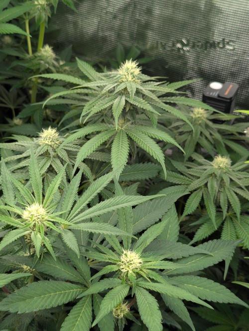 Black Beretta - Cipher Genetics. Week 9