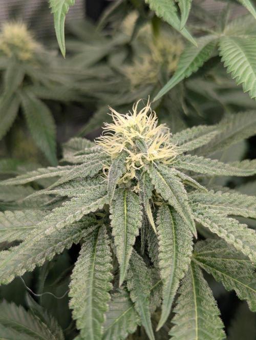 Black Beretta - Cipher Genetics. Week 9