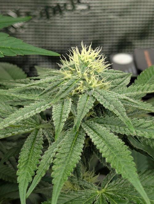 Black Beretta - Cipher Genetics. Week 9