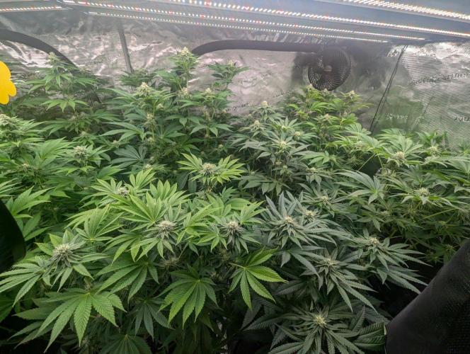 Black Beretta - Cipher Genetics. Week 9