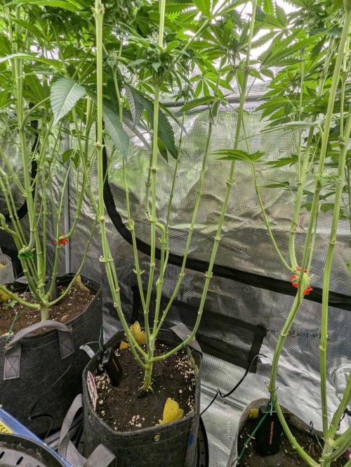 Black Beretta - Cipher Genetics. Week 9