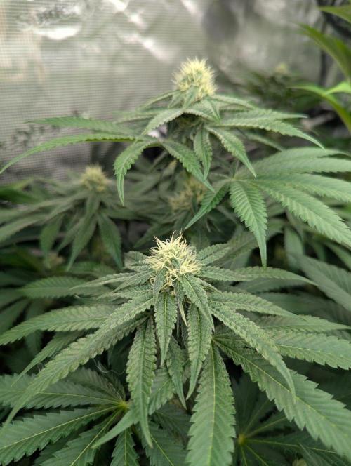 Black Beretta - Cipher Genetics. Week 9