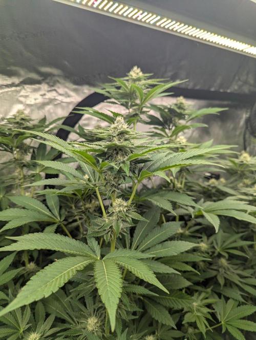 Lemonessence - Doja. Week 9