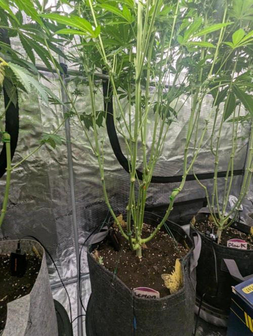 Lemonessence - Doja. Week 9