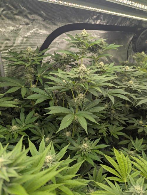 Lemonessence - Doja. Week 9